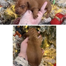 Light Pink - Red female Dachshund puppy in Brandon, Mississippi from A & N Kennels