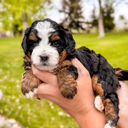 Lily - Tri-color female Bernedoodle puppy in Ammon, Idaho from Little Stone Bernedoodles