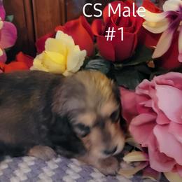 Dachshund Puppies from CLARK'S BREEDING PROGRAM
