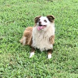 Bailey  - Toy Australian Shepherd