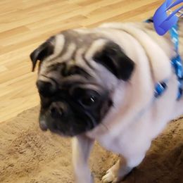French Bulldogs and Pugs from Janice's French Bulldogs & Pugs