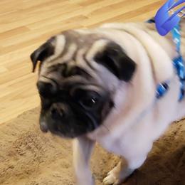French Bulldogs and Pugs from Janice's French Bulldogs & Pugs