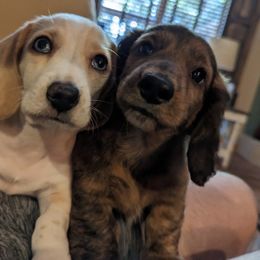 Dachshund Puppies from Lakeshore Dachshunds