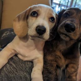 Dachshund Puppies from Lakeshore Dachshunds