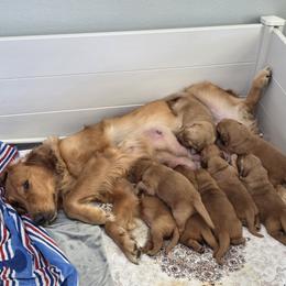 Golden Retriever Puppies from Sonoran Golden Retrievers