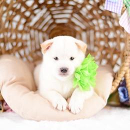 Mizuki - Cream Boy - Cream male Shiba Inu puppy in Neosho, Missouri from Sunny Terrace Shibas
