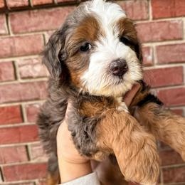 Rainer - Merle female Bernedoodle puppy in Ammon, Idaho from Little Stone Bernedoodles