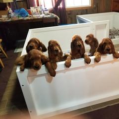 Irish Setter Puppies from Kilkieran Kennels and farm