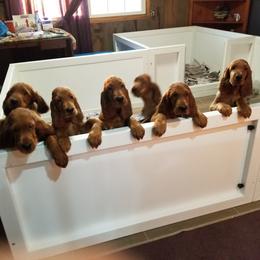 Irish Setter Puppies from Kilkieran Kennels and farm