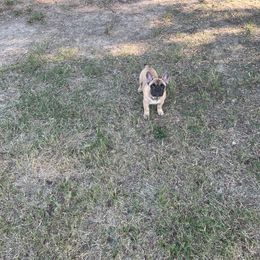 French Bulldog Puppies from Frenchie Love Bugs