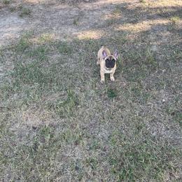 French Bulldog Puppies from Frenchie Love Bugs