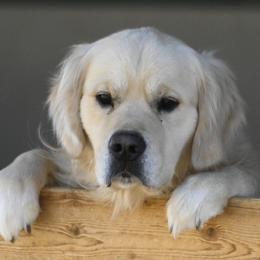 Golden Retriever puppies from Grateful Bernese & Gage's Goldens