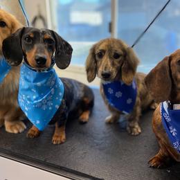 Dachshunds from Wooofyland Kennel