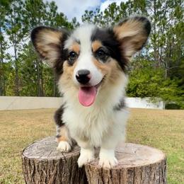 Augustus - Blue merle and white male American Corgi puppy in Florida from Sunrise Corgis