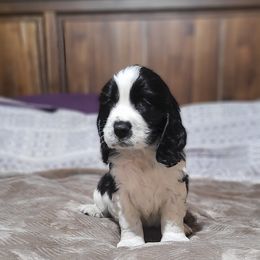 English Springer Spaniel Puppies from Rocky Top Springer Spaniels