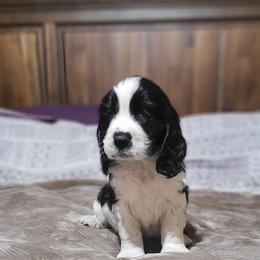 English Springer Spaniel Puppies from Rocky Top Springer Spaniels