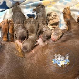 Dachshund puppies from Mammoth Cave Dachshunds