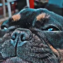 Leeloo - French Bulldog