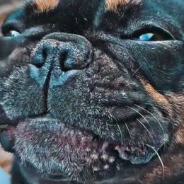 Leeloo - French Bulldog