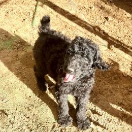 Clarence - Silver male Poodle puppy in Meadowbrook, California from Standard Poodle Pups
