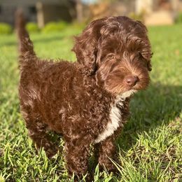 Australian Labradoodle Puppies from AussieTex Labradoodles