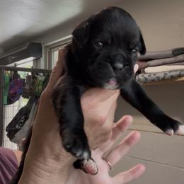 Abigail - Brindle female Boxer puppy in Taft, Tennessee from Hillbillie Boxers