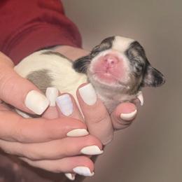 Dachshund Puppies from Crowder Doxies