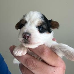 Gigi - Parti female Yorkshire Terrier puppy in Rochester, New York from Tnt Yorkies and Cosmic corgis