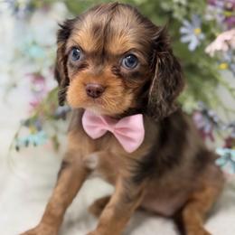 Wasbi - Tri-color female Cavalier King Charles Spaniel puppy in Yuciapa, California from AlltheDoodlez_