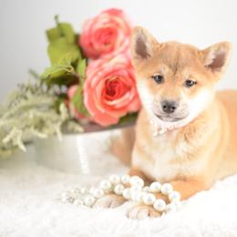 Hikari 🩷 Red Girl - Red female Shiba Inu puppy in Neosho, Missouri from Sunny Terrace Shibas