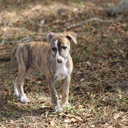 Whippet Puppies from Wise Heart Whippets