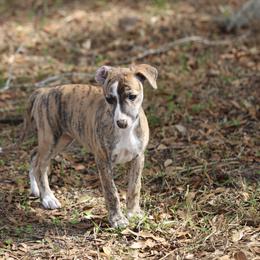 Whippet Puppies from Wise Heart Whippets