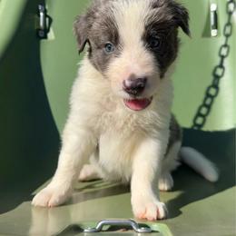 McGraw (Tim) - Blue male Border Collie puppy in Richland Hills, Texas from Bordercollieblues
