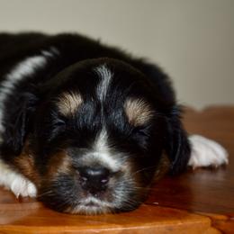 Male 3 - Black tri-color male Australian Shepherd puppy in Hamilton, New Jersey from Birch Haus