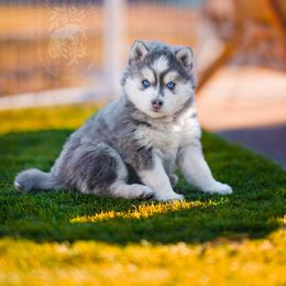 Pomsky Puppies from Southpaw Pomskies