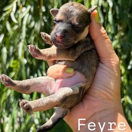 Feyre - Sable female Poodle puppy in Orem, Utah from First Class Poodles