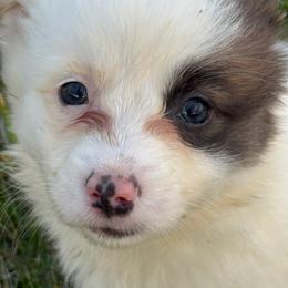 Male4 Red Lightning McQueen - White and red male Pembroke Welsh Corgi puppy in Heyworth, Illinois from Schumaker Corgis