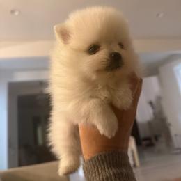 Girl 1 - Cream female Pomeranian puppy in Meridian, Idaho from Precious poms