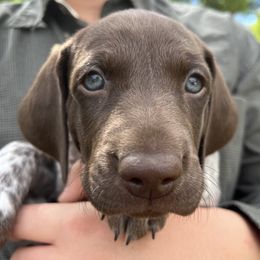 German Shorthaired Pointer Puppies from Juniper Ridge Pointers