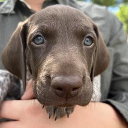 German Shorthaired Pointer Puppies from Juniper Ridge Pointers