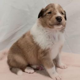 Girl 3 purple - Sable merle and white female Collie puppy in Salem, Indiana from Living Blessed Collies