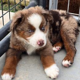 Turbo - Red merle male Miniature Australian Shepherd puppy in Paris, Texas from Blue Envy Mini Aussies