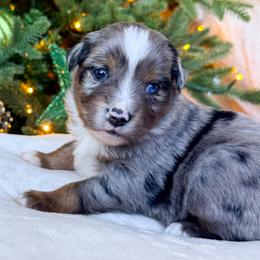Cypress - Blue merle male Miniature American Shepherd puppy in Idaho Falls, Idaho from Sugartop Minis