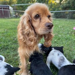 Bailey - Buff female Cocker Spaniel puppy in Ellenboro, North Carolina from Chantels Spaniels