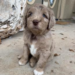 Pink - Merle female Golden Aussiedoodle puppy in Chino Valley, Arizona from AZ Stickerdoodles