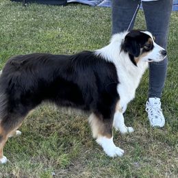 Hanna - Australian Shepherd