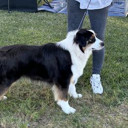 Hanna - Australian Shepherd
