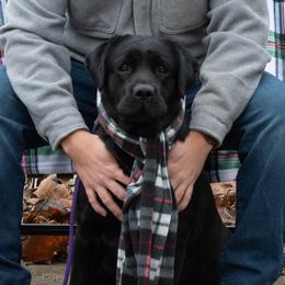 Pepper - Labrador Retriever