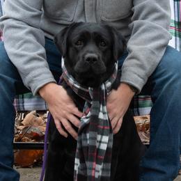 Pepper - Labrador Retriever