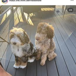 Bernedoodle Puppies from Over the Moon Poodles and Doodles